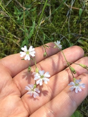 Silene linnaeana