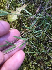 Silene linnaeana