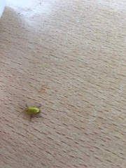 Cteniopus sulphureus