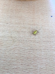 Cteniopus sulphureus