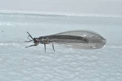 Myrmeleon formicarius