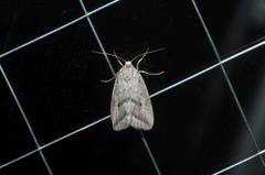 Phyllophila obliterata