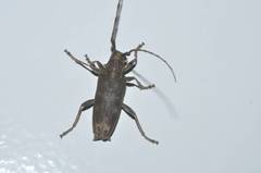 Acalolepta fraudatrix