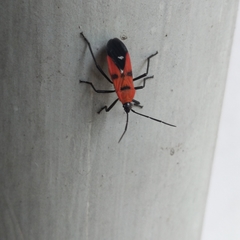 Oncopeltus nigriceps