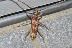 Pseudaeolesthes chrysothrix