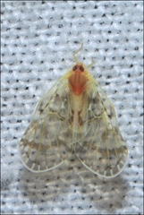 Saccharodite chrysonoe