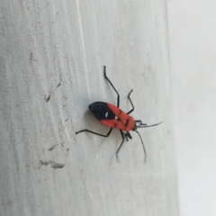 Oncopeltus nigriceps