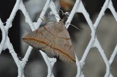 Zanclognatha griselda