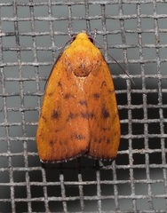Earias luteolaria