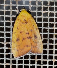 Earias luteolaria