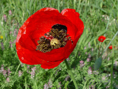 Papaver umbonatum