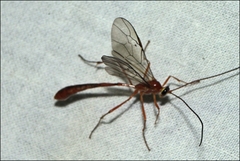 Dicamptus fuscicornis