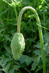 Papaver umbonatum