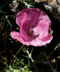 Papaver umbonatum