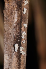 Panellus minimus