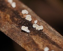 Panellus minimus