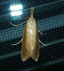 Donacaula maximellus
