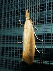 Donacaula maximellus