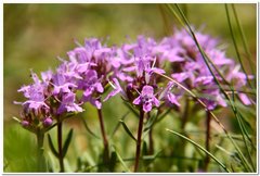 Thymus callieri