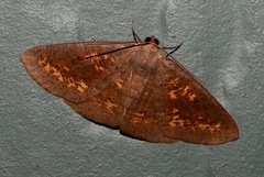 Eurychoria gerasphora