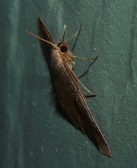 Eurychoria gerasphora