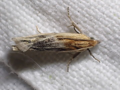 Eucosma cana