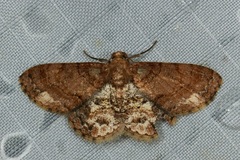 Abaciscus tristis