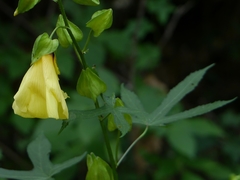 Abelmoschus angulosus grandiflorus