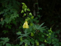 Abelmoschus angulosus grandiflorus