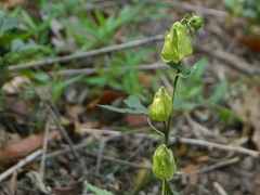 Abelmoschus angulosus grandiflorus