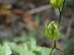 Abelmoschus angulosus grandiflorus