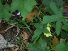 Abelmoschus angulosus grandiflorus