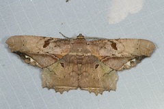 Chorodna complicataria