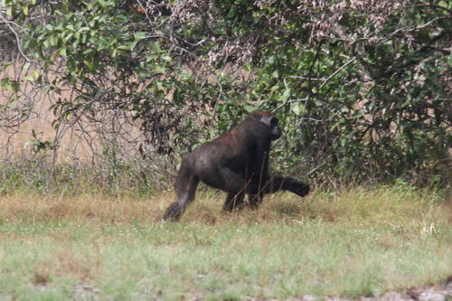 Western Lowland Gorilla