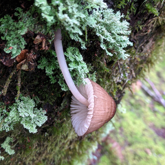 Mycena clarkeana