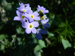 Phlox idahonis