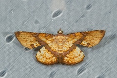 Corymica deducta