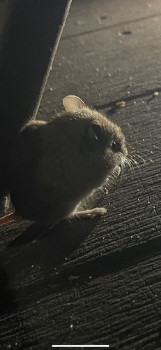 Ash-grey Mouse (Pseudomys albocinereus) — Least Concern Mammalia