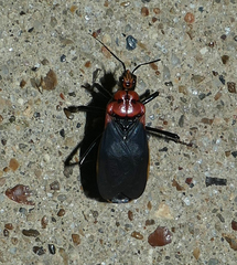 Rhiginia cinctiventris