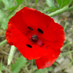 Papaver humile