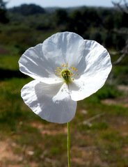 Papaver humile