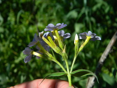 Phlox idahonis