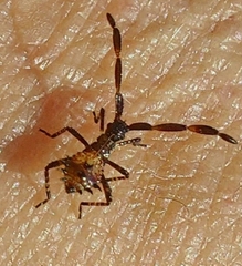 Coreus marginatus