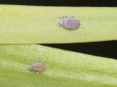 Neophyllaphis varicolor