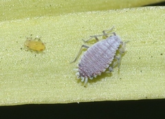 Neophyllaphis varicolor