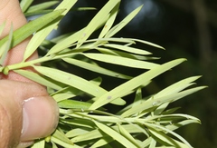 Neophyllaphis varicolor