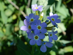Phlox idahonis