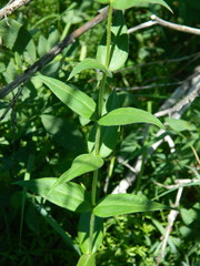 Phlox idahonis