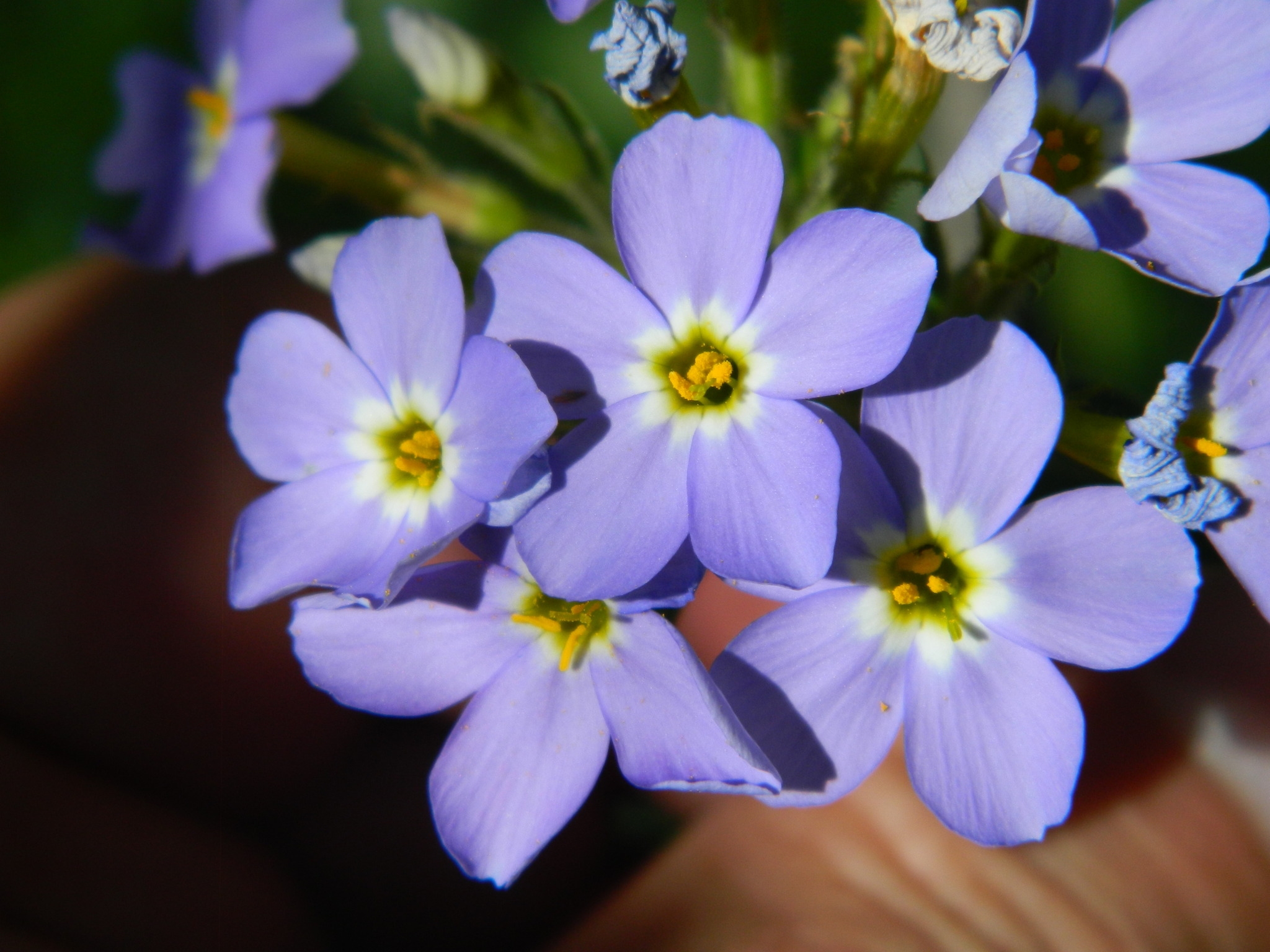 Phlox idahonis