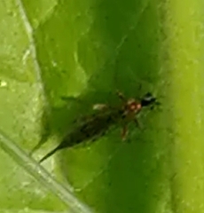 Tromatobia lineatoria